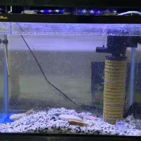 آکواریوم با ۵ عدد ماهی /حراج/فقط فقط ۵ تومن