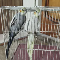 عروس هلندی مولد