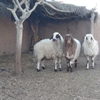 بره نر وماده|حیوانات مزرعه|قائن, |دیوار