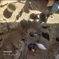 تخم ب و ق ل م ون دونه ای بیست هزار