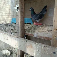 کبوتر پلاکی