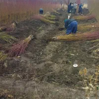 فروش انواع نهالهای مثمر و غیر مثمر از نهالستان