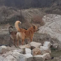 دو عدد سگ