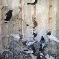 کفتر سینه ای نر