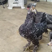 مرغ و خروس لهستانی|حیوانات مزرعه|محمدشهر, یزدیها|دیوار