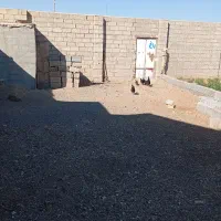 مرغ  سیاه فروشی صحیح سالم|حیوانات مزرعه|بردسکن, |دیوار