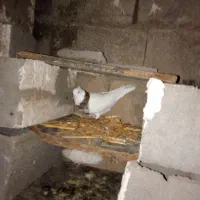 کبوتر خوب|پرنده|گتوند, |دیوار