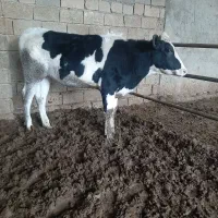 گاو گوساله تلیسه|حیوانات مزرعه|مرودشت, گندم‎|دیوار