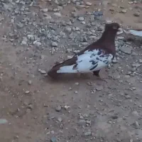 نروماده یبالی سرخ نر ماده زرد