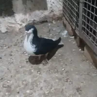 چپ سیاه ماده