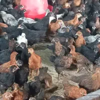 فروش جوجه بومی ۴۵ روزه