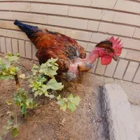 خروسهای جوان|حیوانات مزرعه|شیراز, تندگویان|دیوار