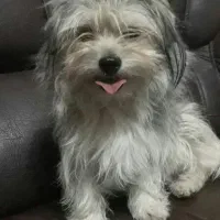 گم شدن سگ پاکوتاه