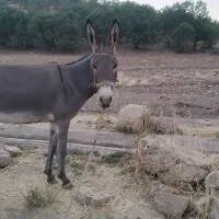 الاغ جوان ۳ساله