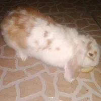 خرگوش زیبا