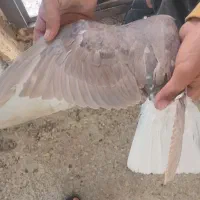 کبوتر|پرنده|بیرجند, |دیوار