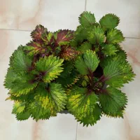 انواع گل و گیاه|گل و گیاه طبیعی|قم, چهل اختران|دیوار