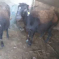 گوسفند|حیوانات مزرعه|بناب, |دیوار