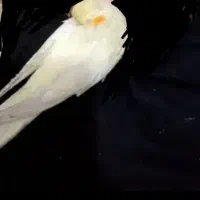 عروس هلندی گمشده،مژدگانی ۵ میلیون