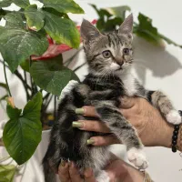 واگذاری گربه