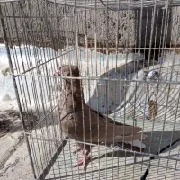 کبوتر رنگه والمانی وخروس فروشی|پرنده|فردوس (خراسان), |دیوار