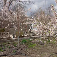 سوییت باغ با همه امکانات بکر و با چشم انداز زیبا|اجارهٔ کوتاه‌مدت آپارتمان و سوئیت|خوانسار, |دیوار