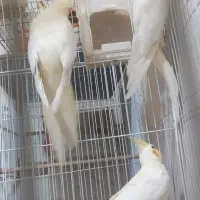 جفت عروس هلندی مولد|پرنده|مشهد, ایثار|دیوار