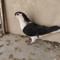 چند عدد کبوتر|پرنده|فردوس (خراسان), |دیوار