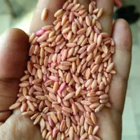 بذر گندم آذر ۲