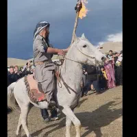 فروش اسب هلشه