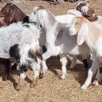 فروش 9راس بزغاله دورگ پاکستانی|حیوانات مزرعه|بردسکن, |دیوار