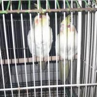 عروس هلندی