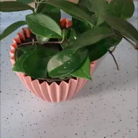 گلهای هویا|گل و گیاه طبیعی|کاشمر, |دیوار