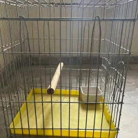 قفس طوطی و کاسکو