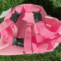 کولهپشتی قلادهای|لوازم جانبی حیوانات|رشت, جهاد|دیوار