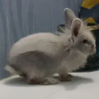 خرگوش خانگی دست آموز سه ماهه