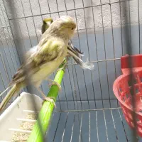 قناری و سره