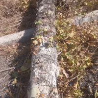 خرید چوب های خشک و تر وهرس باغ و چوب های اجیلی|خدمات باغبانی و درختکاری|فلاورجان, |دیوار