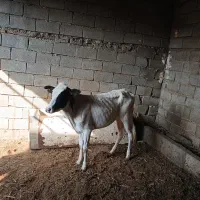 گوساله ماده