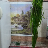 گیاه اکواریوم