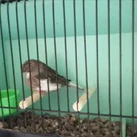 گلاستر اورجینال|پرنده|مشهد, احمدآباد|دیوار