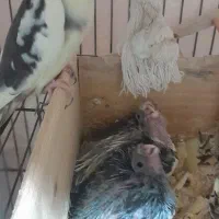 جوجه سرلاکی عروس هلندی