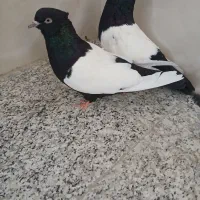 کبوترسینه سیاه چشم نوک سفید