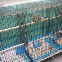 طوطی  راهب جفت مولد|پرنده|قائم‌شهر, |دیوار