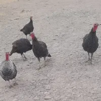 بوقلمون|حیوانات مزرعه|قم, پردیسان|دیوار