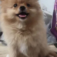 پامرین روباهی سایز ریز