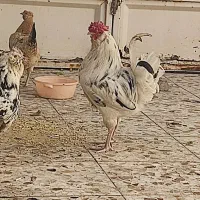 مرغ و خروس گلین|حیوانات مزرعه|باوی, |دیوار