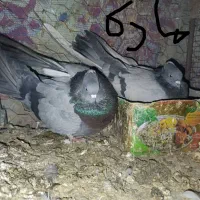 نرماده سبرملقی کلاهی استوره|پرنده|بم, |دیوار