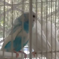 عروس هلندی کوتوله مرغ عشق گلدین نرگسی قناری|پرنده|مشهد, شهرک بهارستان|دیوار