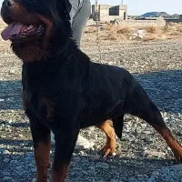 سگ های نگهبان اکثریت نژادها